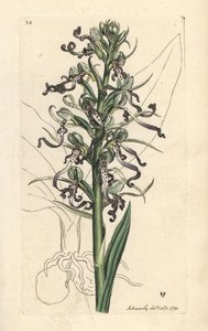 Ödlaorkidé, Himantoglossum hircinum (Ödla satyrion eller ochis, Satyrium hircinum). Handkolorerad kopparstick efter en illustration av James Sowerby från James Smith