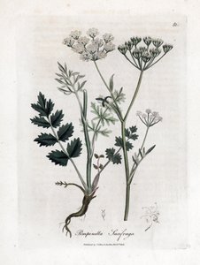 Locage saxifrage - Burnet saxifrage, Pimpinella saxifraga. Handfärgad kopparstick från en botanisk illustration av James Sowerby från William Woodville och Sir William Jackson Hookers "" Medical Botany", John Bohn, London av James Sowerby
