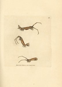 Långhornig isopod, Astacilla longicornis (Oniscus longicornis). Handkolorerad kopparstick av James Sowerby från The British Miscellany, eller färgade figurer av nya, sällsynta eller föga kända djurämnen. av James Sowerby
