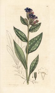 Lungört, Pulmonaria officinalis (pulmonal) Handkolorerad kopparstick efter illustration av James Sowerby från James Smith