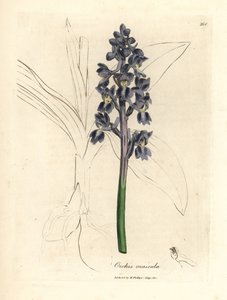 Hanorkidéer, hanorkidéer av James Sowerby