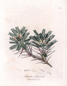 Marseille Astragalus eller mammas kudde - Gettaggmjölksvicker, Astragalus tragacantha. Handfärgad kopparstick från en botanisk illustration av James Sowerby från William Woodville och Sir William Jackson Hookers "" Medical Botany,"" John av James Sowerby