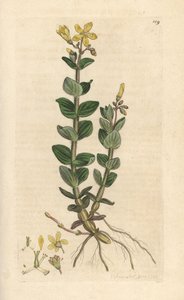 Marsh Johannesört, Hypericum elodes (Johannesört) Handfärgad kopparstick efter en illustration av James Sowerby från James Smith