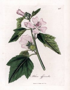 Marshmallow officinale eller vild eller vit lila marshmallow, Althaea officinalis. Handfärgad kopparstick från en botanisk illustration av James Sowerby från William Woodville och Sir William Jackson Hookers "" Medical Botany,"" John Bohn, London av James Sowerby
