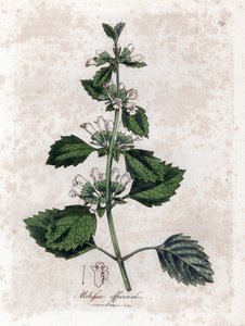 Melisse officinale eller melisse citrongräs - Vanlig balsam, Melissa officinalis. Handfärgad kopparstick från en botanisk illustration av James Sowerby från William Woodville och Sir William Jackson Hookers "" Medical Botany", John Bohn, London av James Sowerby