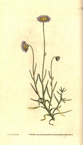 Mignonette Aster - Felicia tenella (bröstbladig aster, Aster tenellus). Handkolorerad kopparstick och botanisk illustration av James Sowerby från William Curtis