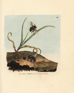 Gruvbi, Andrena nigroaenea (Melitta nigro-aenea). Handfärgad kopparstick av James Sowerby från The British Miscellany, eller färgade figurer av nya, sällsynta eller föga kända djurämnen. av James Sowerby
