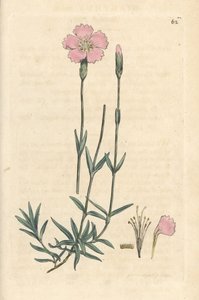 Bergsrosa, Dianthus caesius. Handkolorerad kopparstick efter en illustration av James Sowerby från James Smith