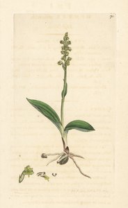 Mysk orkidé, Herminium monorchis (Musk orchis, Ophrys monorchis). Handkolorerad kopparstick efter en illustration av James Sowerby från James Smith