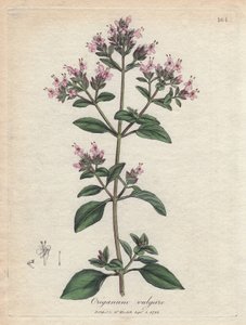 Oregano. Handfärgad kopparstick från en teckning av James Sowerby (1757-1822), i Botanique Medicinale av James Sowerby