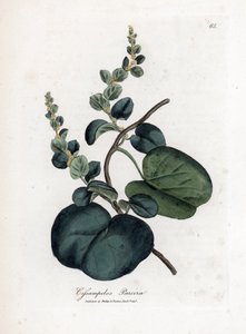 Pareira brava cissampelos, Cissampelos pareira pareira. Handfärgad kopparstick från en botanisk illustration av James Sowerby från William Woodville och Sir William Jackson Hookers "" Medical Botany,"" John Bohn, London av James Sowerby