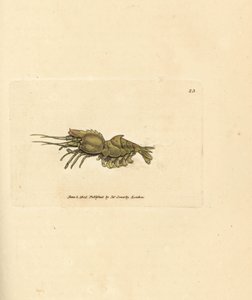 Papegojräka, Spirontocaris spinus (ryggryggsräka; Cancer spinus). Handkolorerad kopparstick av James Sowerby från The British Miscellany, eller färgade figurer av nya, sällsynta eller föga kända djurämnen. av James Sowerby