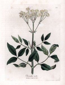 Perenn clematite - Upprätt jungfruklädd, Clematis recta. Handfärgad kopparstick från en botanisk illustration av James Sowerby från William Woodville och Sir William Jackson Hookers "" Medical Botany", John Bohn, London