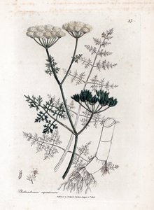 Phellandrium aquatium - Finbladig vattenhöna, Phellandrium aquatium. Handfärgad kopparstick från en botanisk illustration av James Sowerby från William Woodville och Sir William Jackson Hookers "" Medical Botany", John Bohn, London