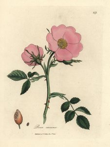 Rosa hundros med nypon, Rosa canina