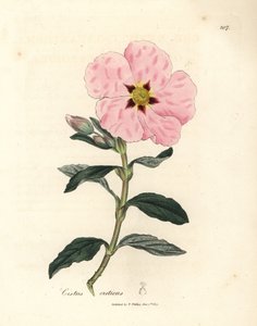 Rosa blommig kretensisk cistus, Cistus creticus av James Sowerby