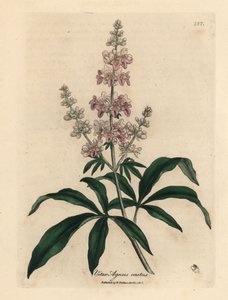 Rosablommigt kyskt träd, Vitex agnus castus av James Sowerby