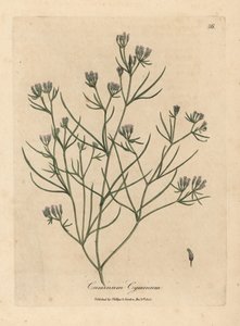 Rosa blommig spiskummin av James Sowerby