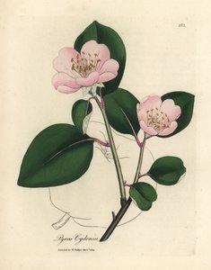 Rosablommigt kvittenträd, Pyrus cydonia av James Sowerby