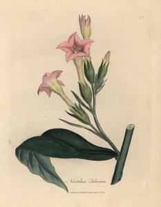 Rosa blommig tobaksväxt, Nicotiana tabacum