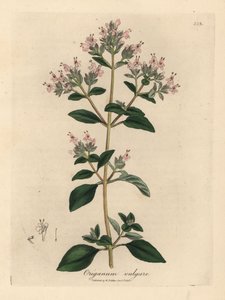 Rosablommig vild mejram, Origanum vulgare av James Sowerby