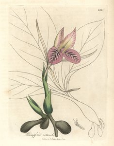 Rosablommig zedoary, Kaempferia rotunda av James Sowerby