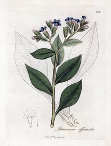 Pulmonary officinale - Lungört, Pulmonia officinalis. Handfärgad kopparstick från en botanisk illustration av James Sowerby från William Woodville och Sir William Jackson Hookers "" Medical Botany", John Bohn, London