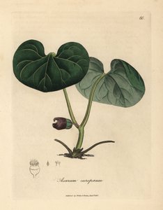 Lila blommig asarabacca eller vild ingefära, Asarum europaeum av James Sowerby