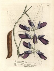 Lilablommiga kohög dolichos, Dolichos pruriens