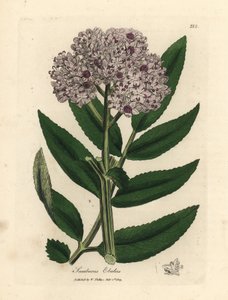 Lilablommigt dvärgfläderträd, Sambucus ebulus av James Sowerby