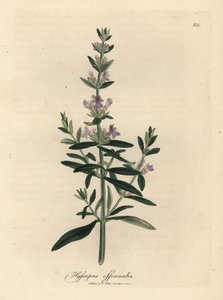 紫の花ヒソップ、Hyssopus officinalis スウェーデン av James Sowerby