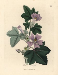 Lilablommig malva, Malva sylvestris