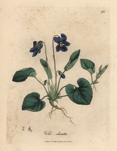 Lilablommig söt viol, Viola odorata av James Sowerby