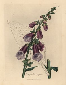 Lila fingerborgshandske, Digitalis purpurea