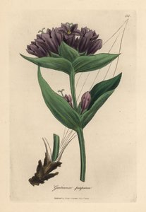 Lila gentiana, Gentiana purpurea av James Sowerby