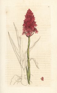 Pyramidal orchid, Anacamptis pyramidalis (Pyramidal orchis, Orchis pyramidalis). Handkolorerad kopparstick efter en illustration av James Sowerby från James Smith