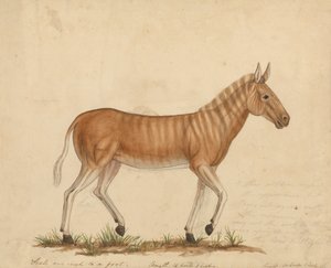 Quagga Zebra av James Sowerby