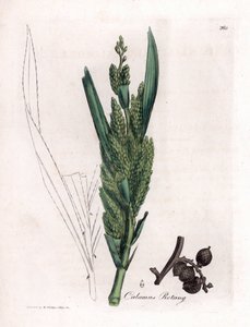 Rottingpalm - Rotang käpp, Calamus rotang. Handfärgad kopparstick från en botanisk illustration av James Sowerby från William Woodville och Sir William Jackson Hookers "" Medical Botany", John Bohn, London av James Sowerby