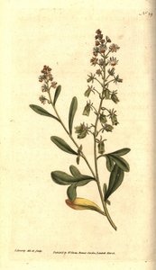 Reseda odorant - Sötdoftande reseda eller mignonette, Reseda odorata. Handkolorerad kopparstick och botanisk illustration av James Sowerby från William Curtis