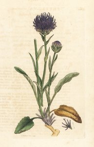 Round-headed rampion, Phyteuma orbiculare (Phyteuma orbicularis) (Orbicular Rapunzel) Handfärgad kopparstick efter en illustration av James Sowerby från James Smith