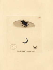 Rovebagge, Velleius dilatatus (Tandhornig Staphylinus, Staphylinus concolor). Handfärgad kopparstick av James Sowerby från The British Miscellany, eller färgade figurer av nya, sällsynta eller föga kända djurämnen. av James Sowerby