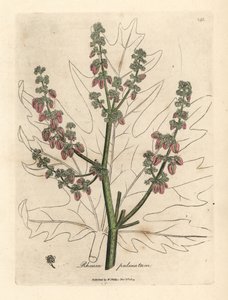 Rabarberblommor och stjälk, bladkontur, Rheum palmatum av James Sowerby