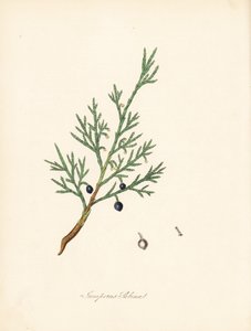 Sabine enbär - Vanlig savin eller enbär savin, Juniperus sabina. Taget från en illustration av James Sowerby från William Woodville och Sir William Jackson Hookers "Medical Botany." Handkolorerad zinkograf av C. Chabot tecknad av Miss M. A. Burnett från h.