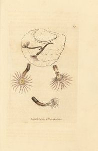 Sandmask med röda filtar, Amphitrite rosea. Handkolorerad kopparstick av James Sowerby från The British Miscellany, eller färgade figurer av nya, sällsynta eller föga kända djurämnen. av James Sowerby