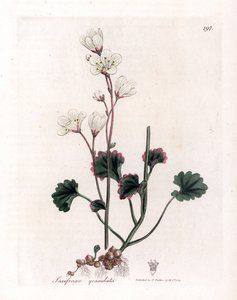 Saxifrage granulee eller bollar - Vit saxifrage, Saxifraga granulata. Handfärgad kopparstick från en botanisk illustration av James Sowerby från William Woodville och Sir William Jackson Hookers "" Medical Botany", John Bohn, London av James Sowerby