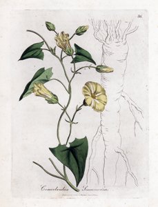 Scamonee - Scammony bindweed, Convolvulus scammonia. Handfärgad kopparstick från en botanisk illustration av James Sowerby från William Woodville och Sir William Jackson Hookers "" Medical Botany", John Bohn, London av James Sowerby