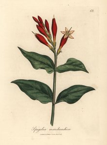 Scarlet blommande indisk rosa, Spigelia marilandica av James Sowerby