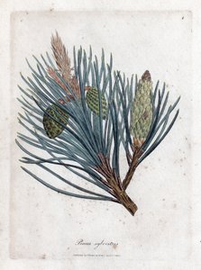 Tallfura - Gran eller tall, Pinus sylvestris. Handfärgad kopparstick från en botanisk illustration av James Sowerby från William Woodville och Sir William Jackson Hookers "" Medical Botany", John Bohn, London