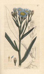Havsaster, Tripolium pannonicum subsp. tripolium (Sea starwort, Aster tripolium) (Aster maritime) Handfärgad kopparstick efter en illustration av James Sowerby från James Smith