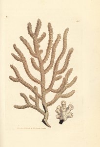ウミファン、ゴルゴニア種 (細いゴルゴニア、ゴルゴニア viminalis?)。 The British Miscellany の James Sowerby による手彩色の銅版画、または新しい、珍しい、またはほとんど知られていない動物の色付きの図。スウェーデン語 av James Sowerby